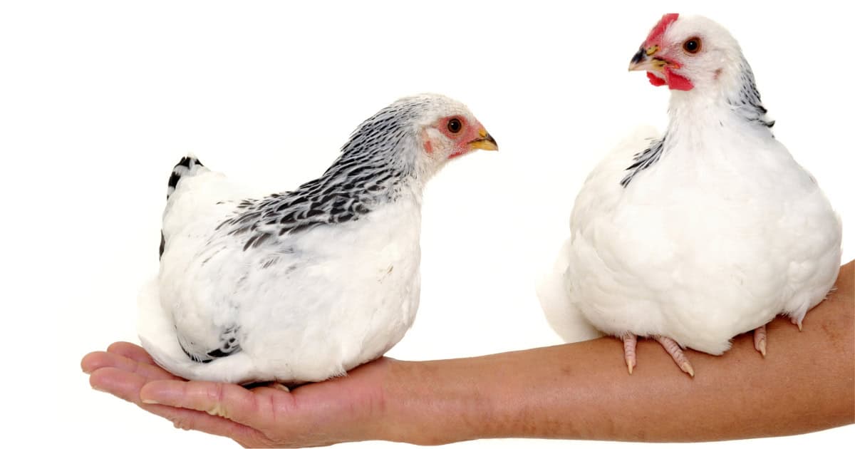 Can You Train a Chicken to Step Up