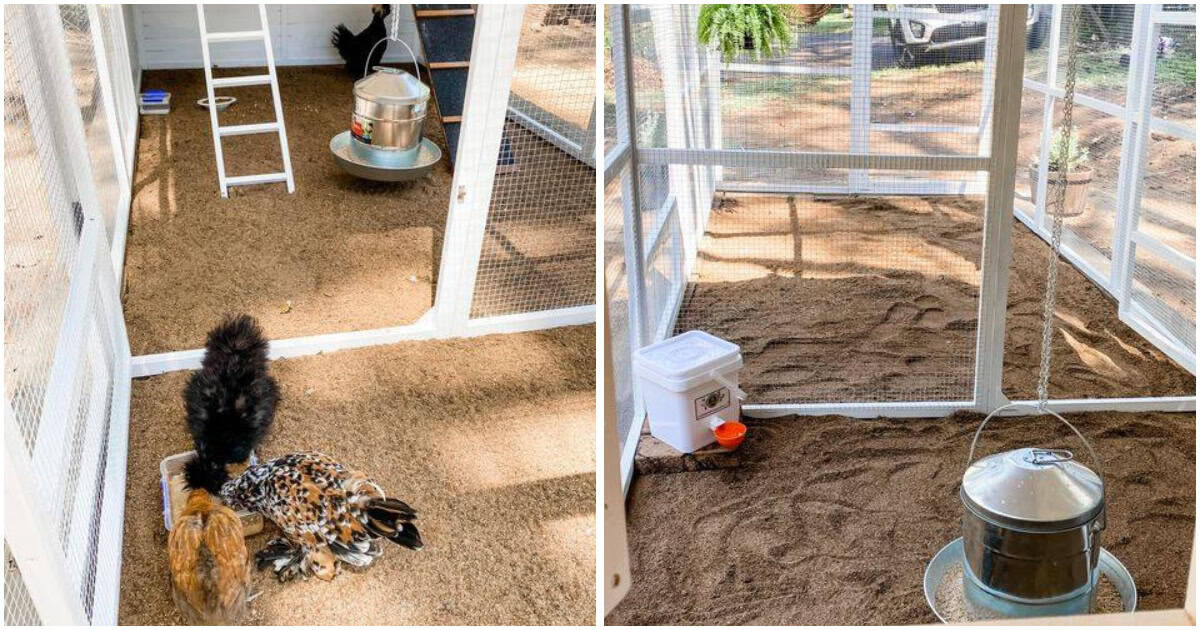 How Much Space Do Your Chickens Need