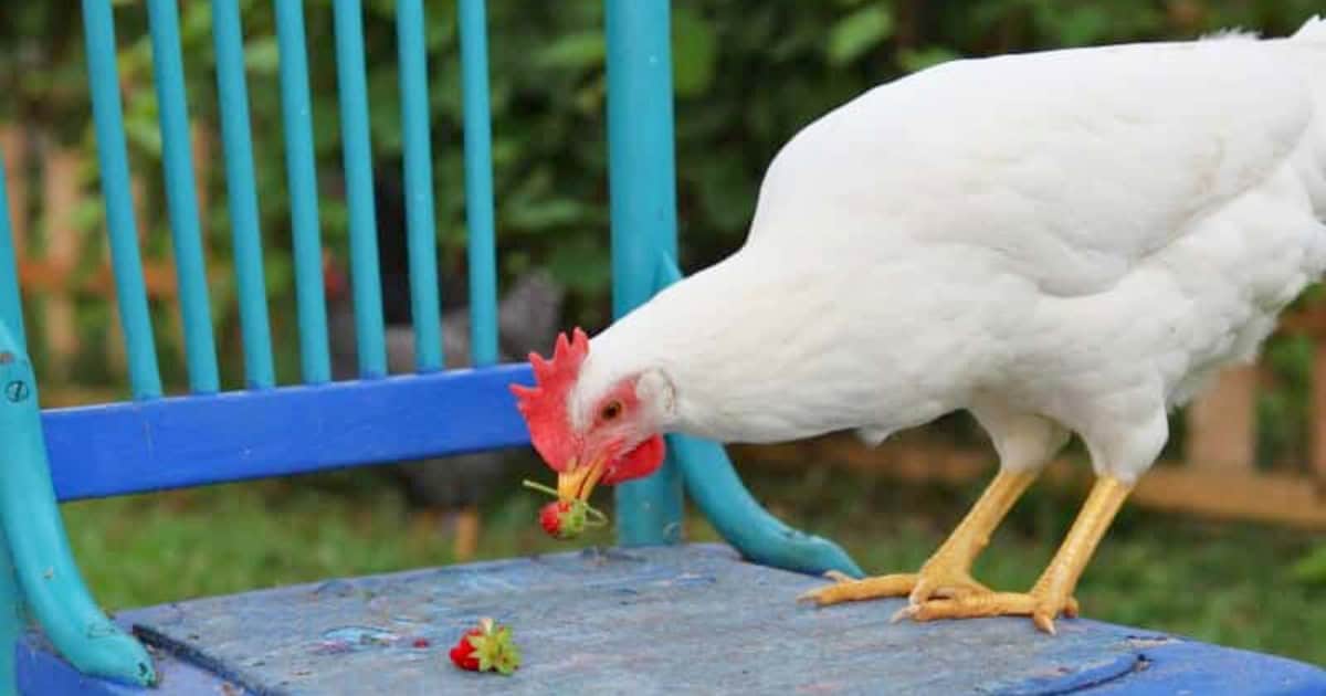 Positive Reinforcement Training for Chickens