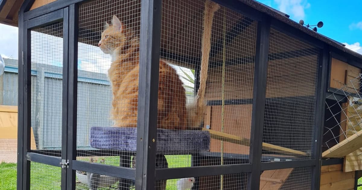 Recommended Designs and Materials for Indoor Cat Enclosures