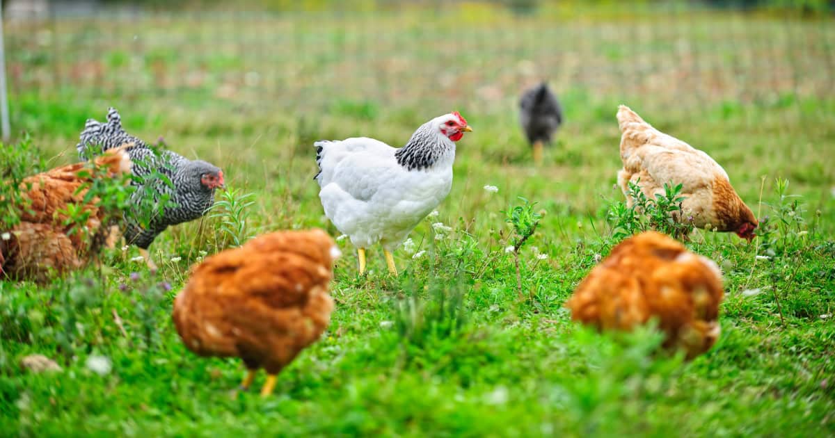 Training your chicken