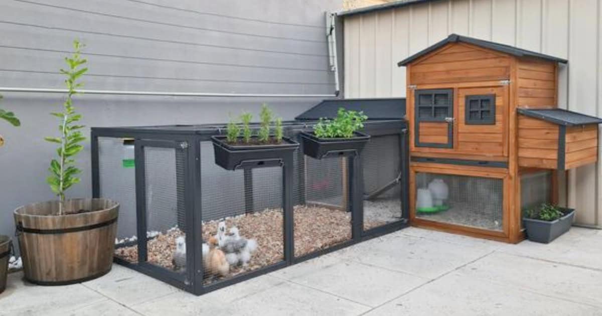 Wooden Chicken Coop