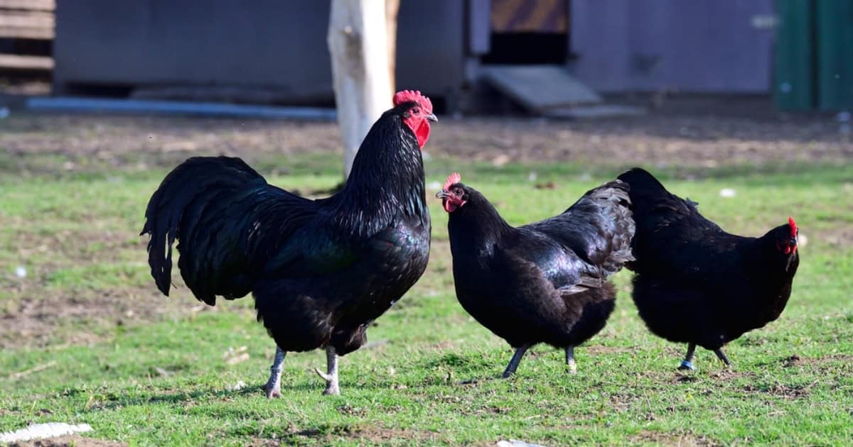 Black Chickens