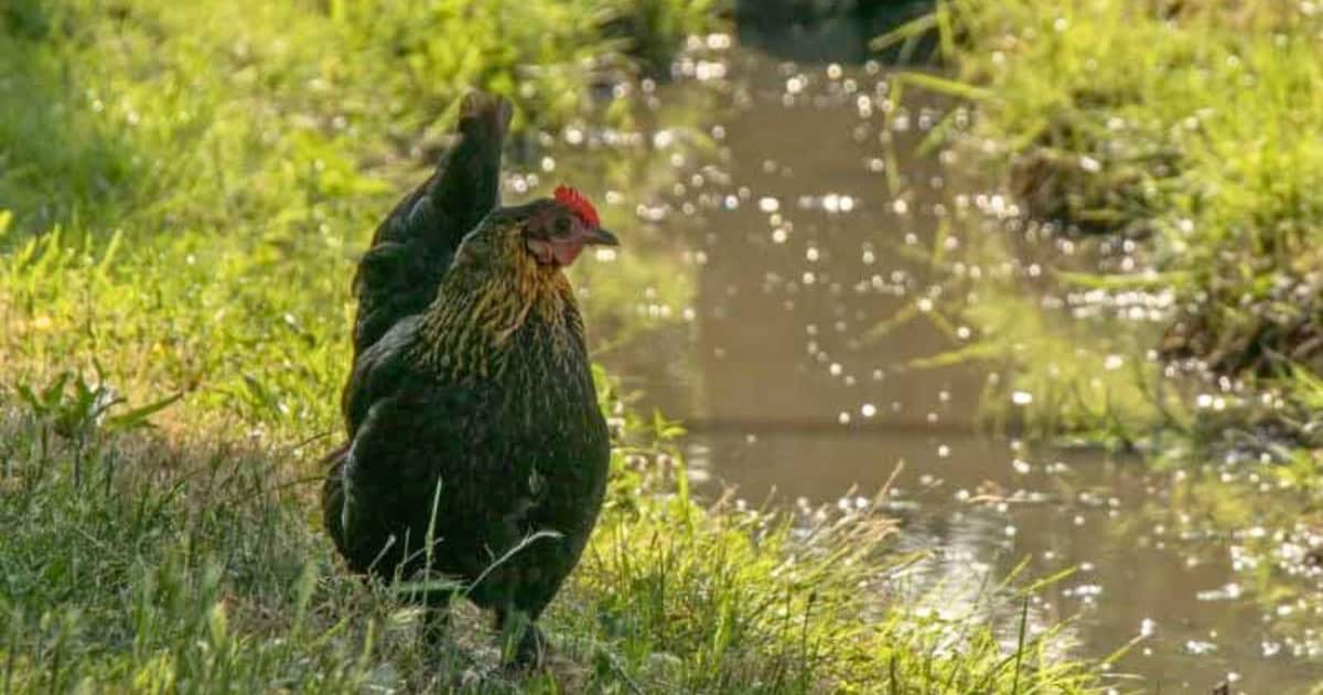 Can Chickens Survive Just Foraging