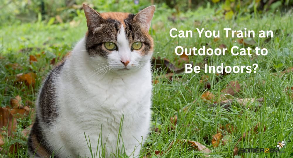 Can You Train an Outdoor Cat to Be Indoors