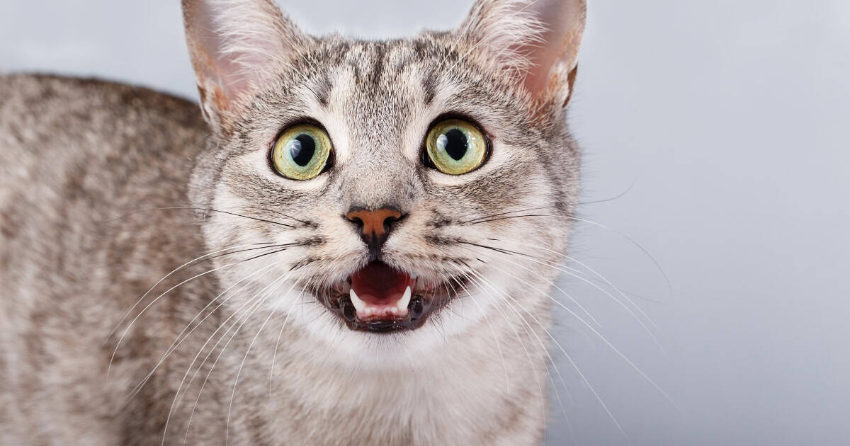 Cat Meowing Language