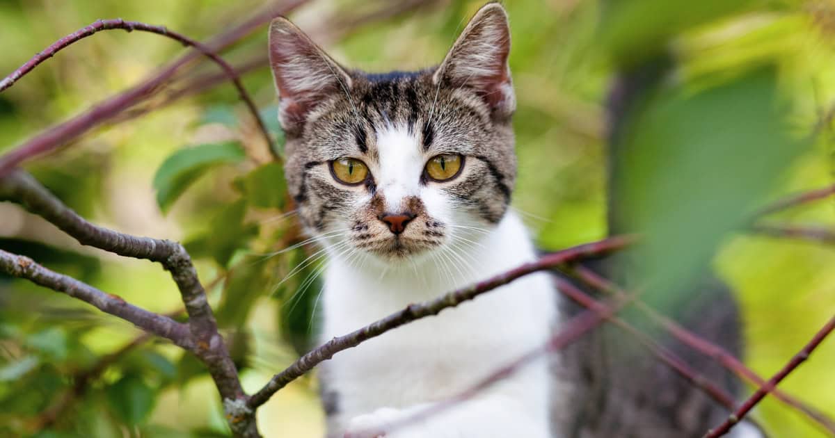 Domestic Cats and the Decline of Australian Wildlife