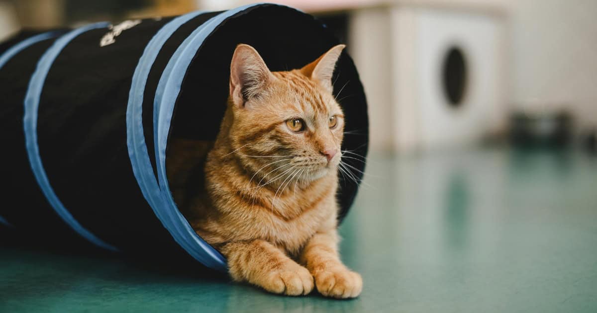 Getting Your Cat to Love the Tunnel