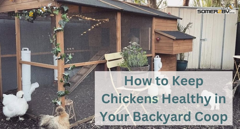 How to Keep Chickens Healthy in Your Backyard Coop