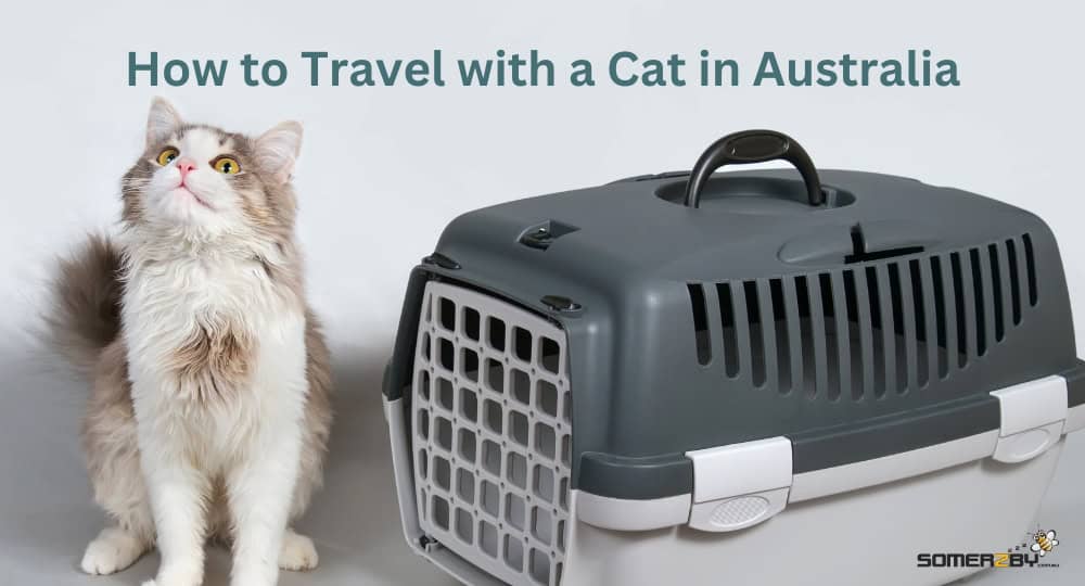 How to Travel with a Cat in Australia
