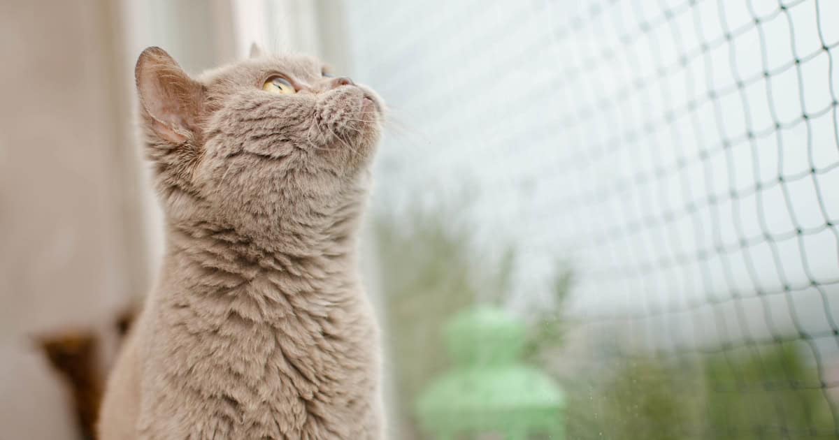Is Cat Netting Safe for Cats