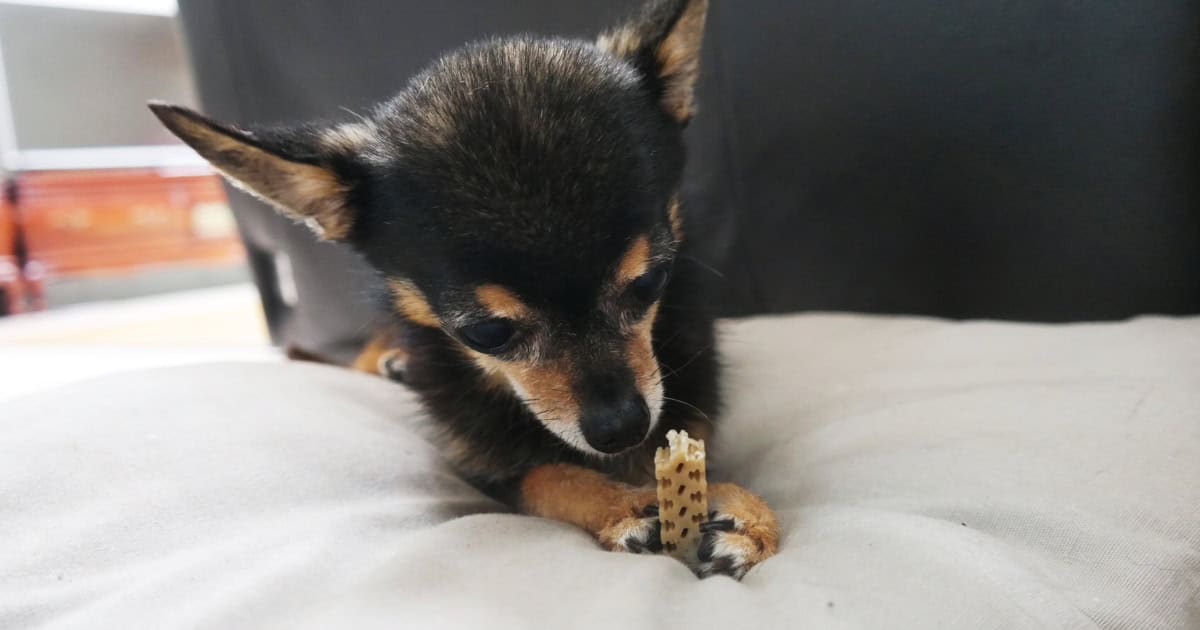 Long lasting dental chew