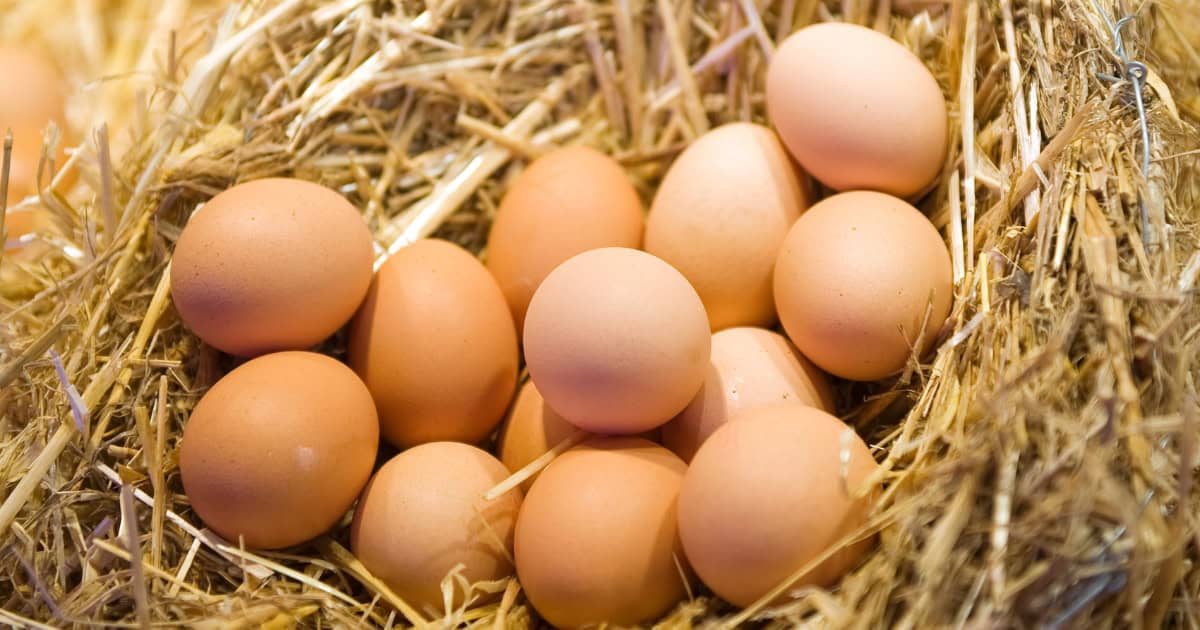 Nutrition for Egg-Laying Animals