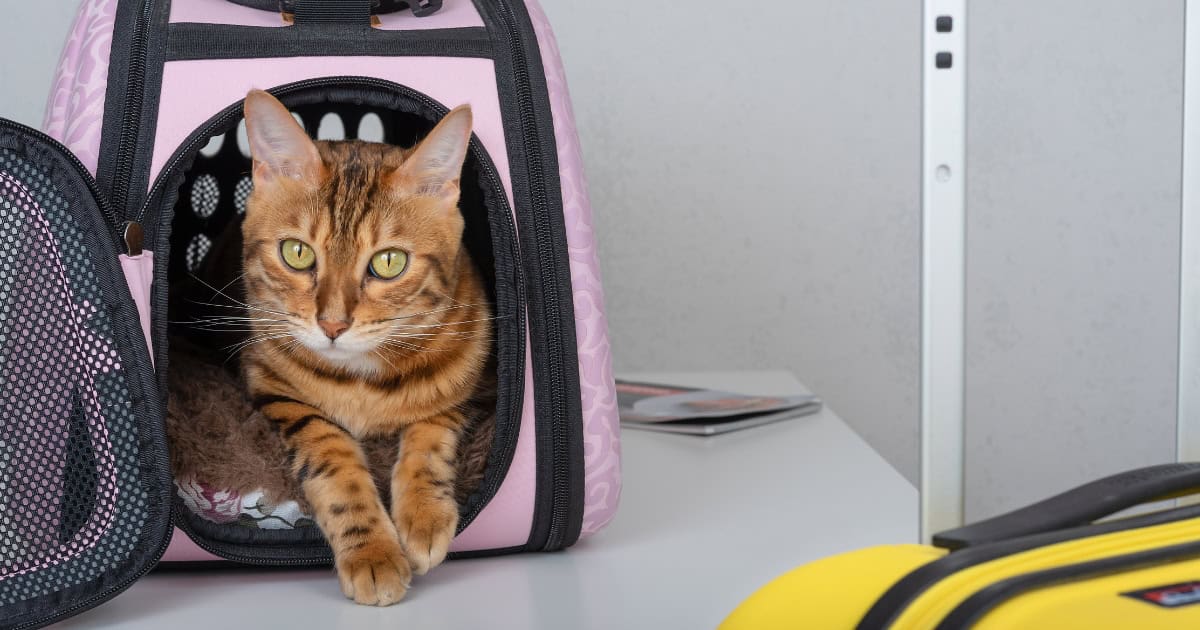 Preparing Your Cat for Travel