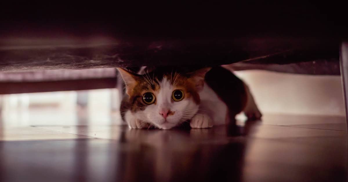 Scared hiding cat