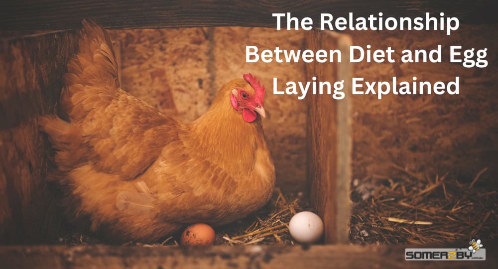 The Relationship Between Diet and Egg Laying Explained