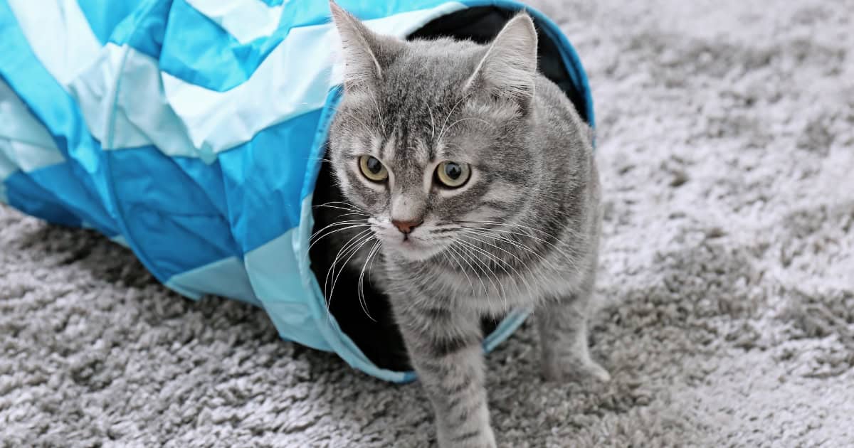 Top 5 Benefits Of Cat Tunnels