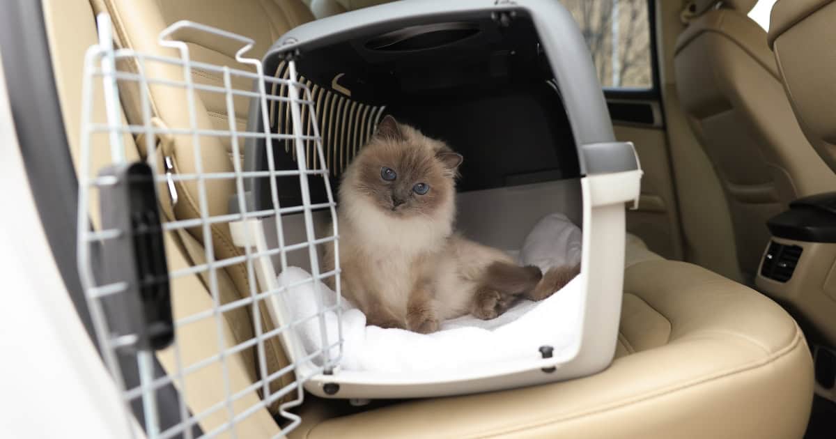 Travelling by Car with Your Cat