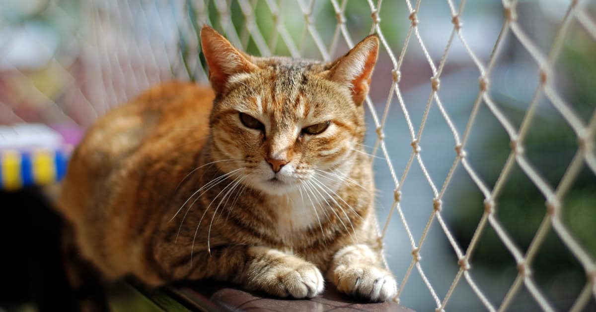 What Is Cat Netting