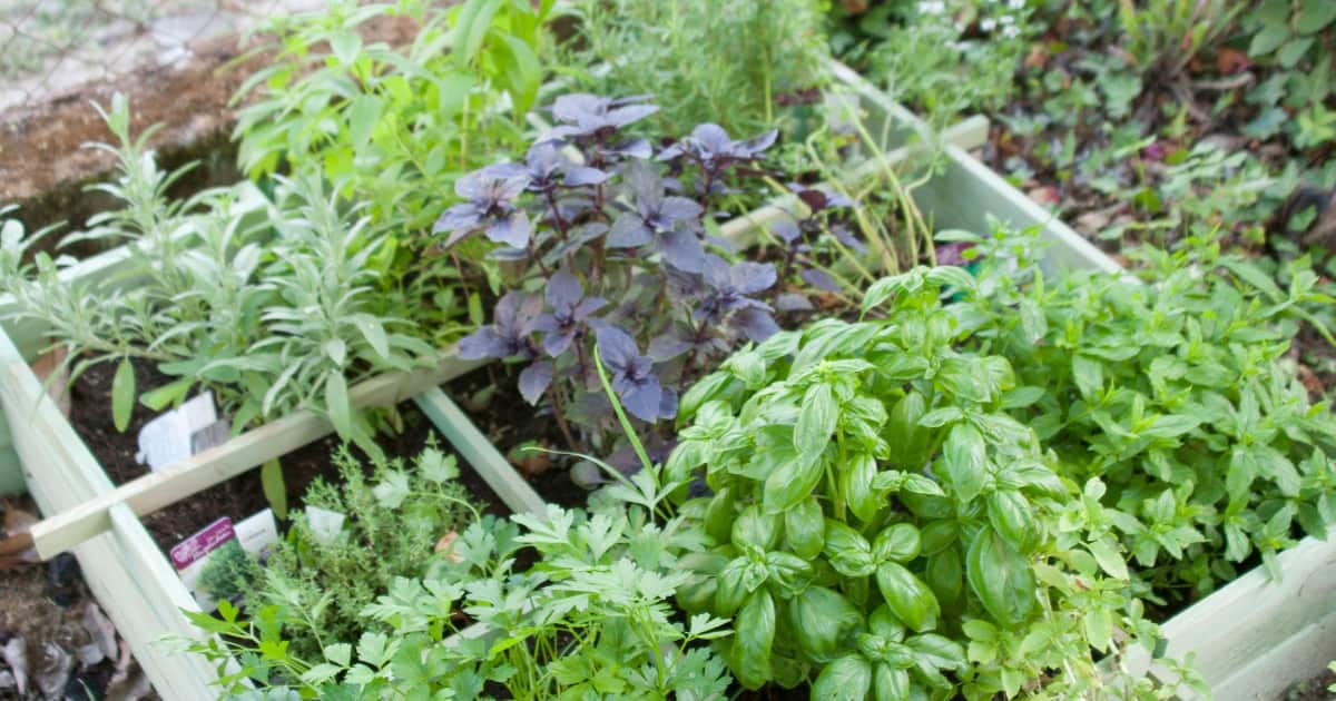 herbs for pest control