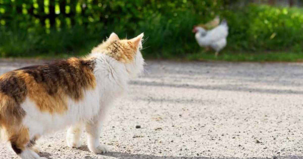 Cat Predator for Chickens