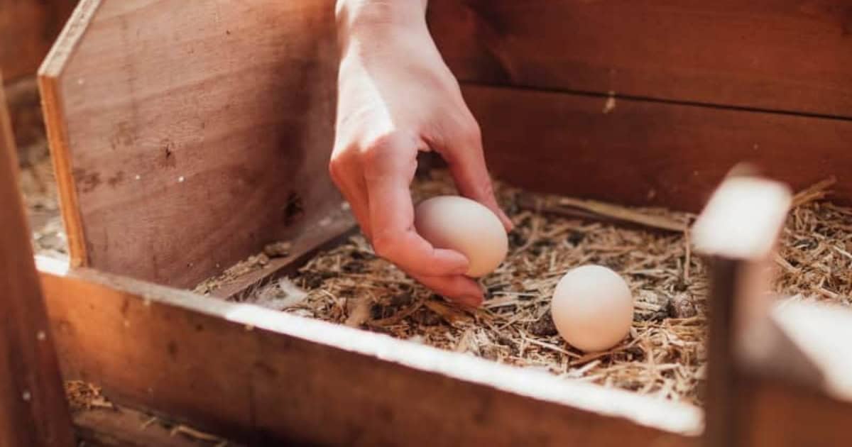 Collecting chicken eggs