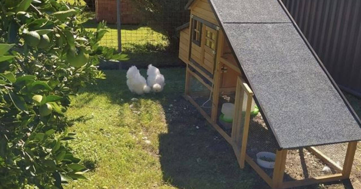 How Often Should I Clean My Backyard Chicken Coop