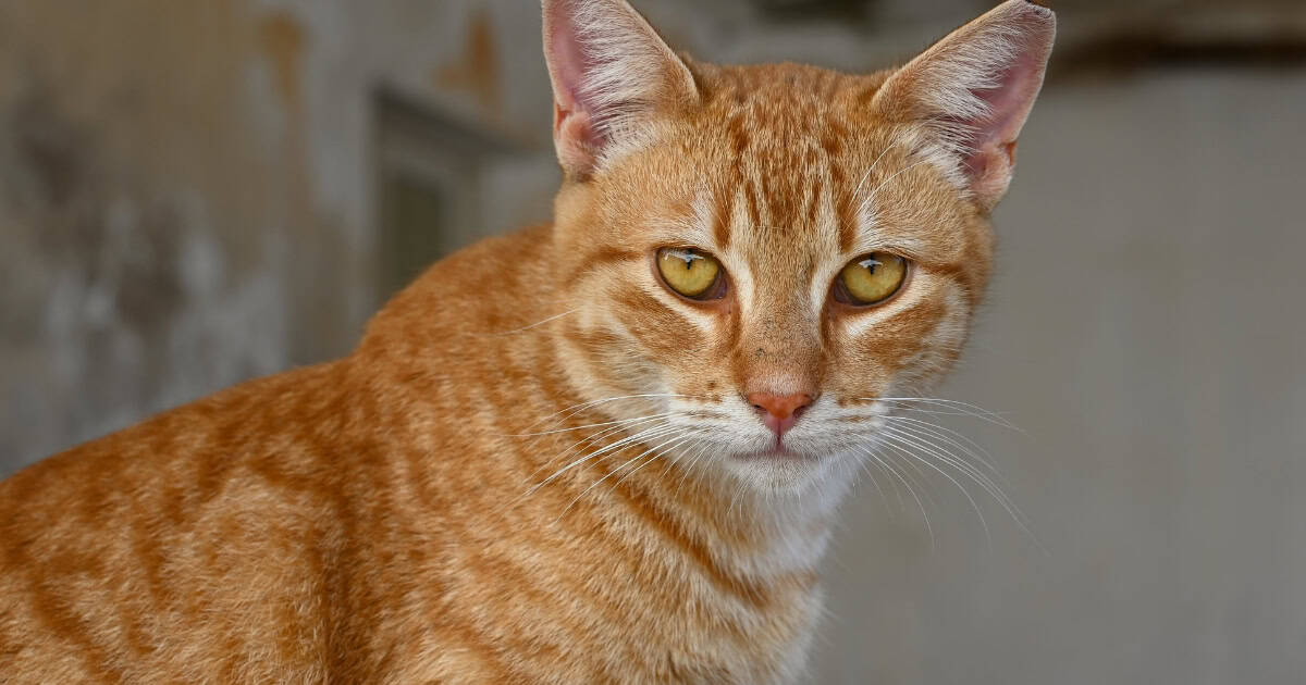 Identifying a Stray Cat