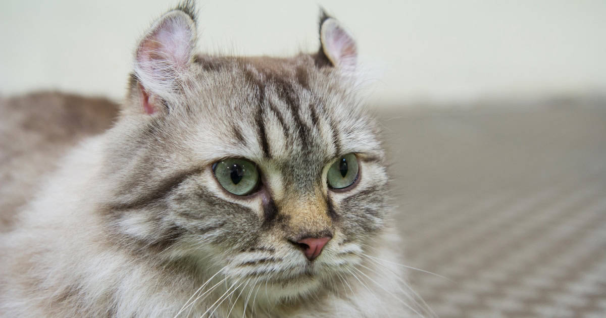 American curl cat breed with its ears curling back from its face.