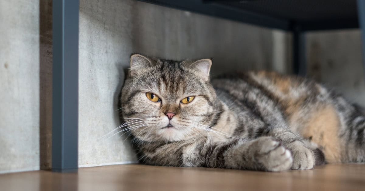 American Shorthair Cat