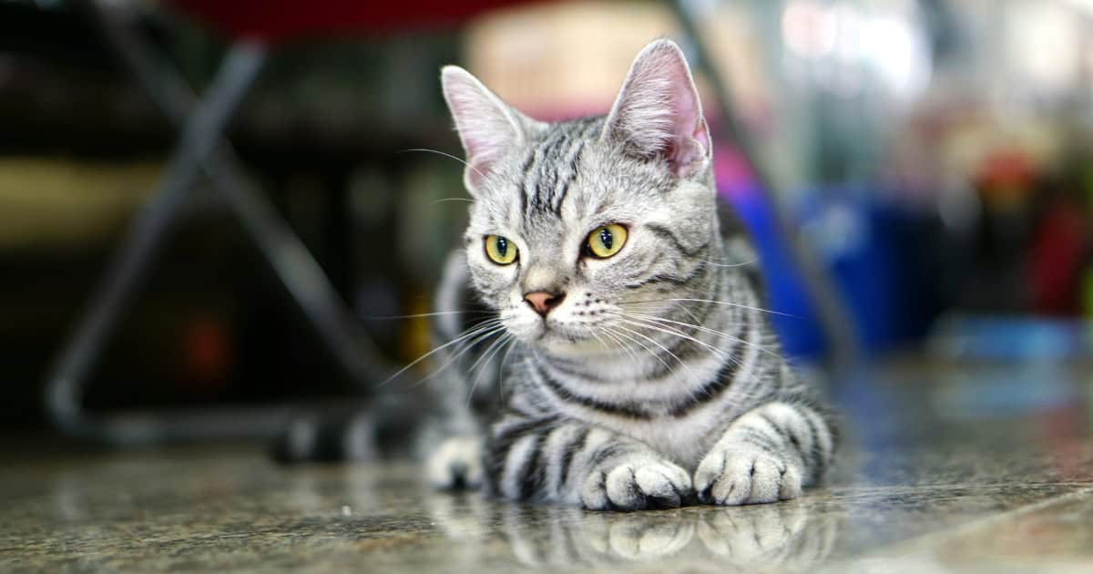 Grey and white wirehair American cat