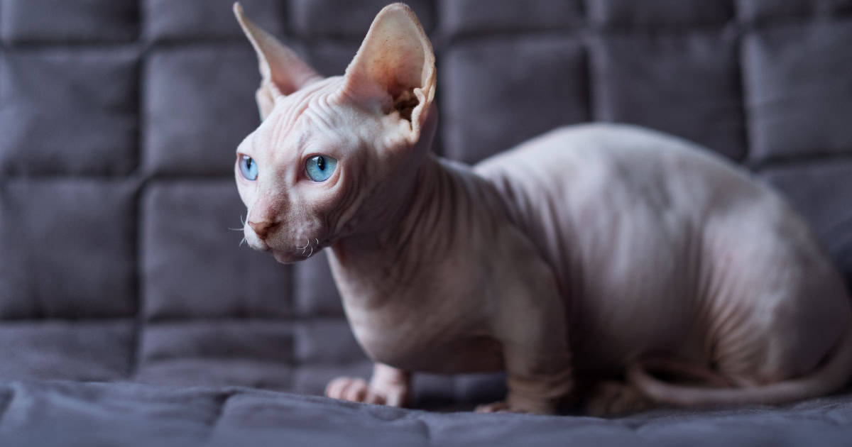 A hairless looking Bambino cat with striking blue eyes