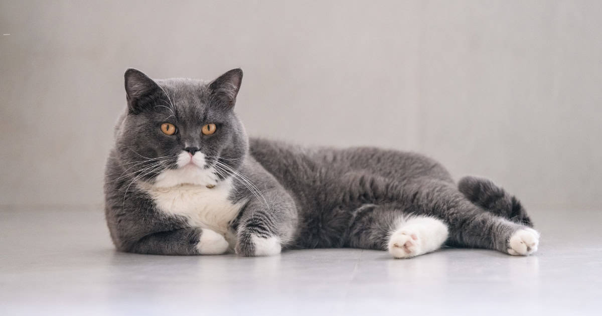 Grey British shorthair cat lounging looking comfortable.