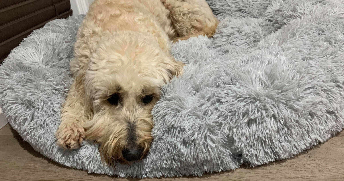 Calming Dog Bed