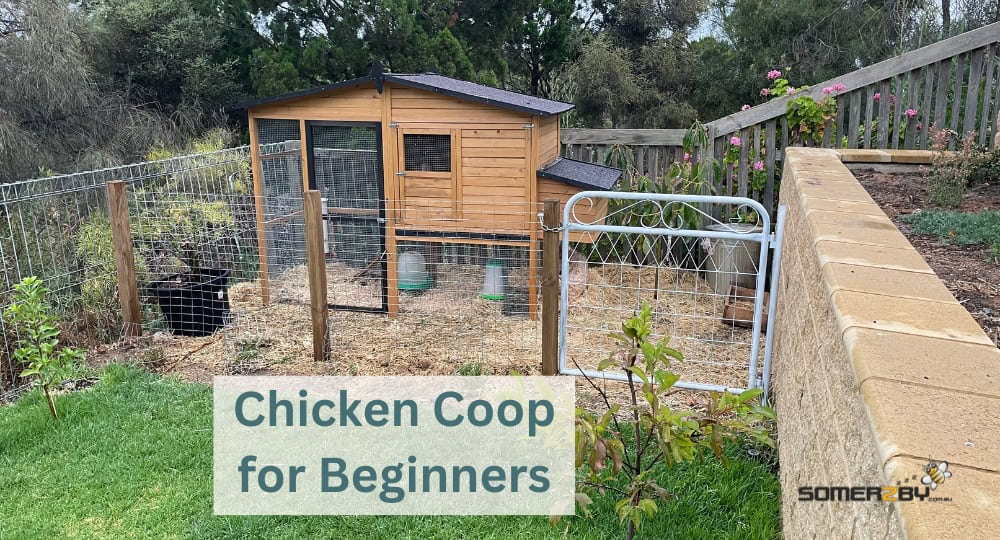 Chicken Coop for Beginners