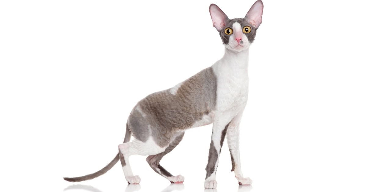 A grey and white Cornish Rex cat looking straight into the camera.