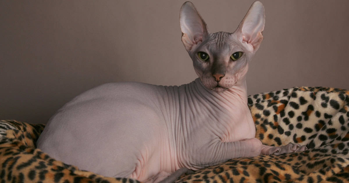 A grey hairless cat with striking eyes.