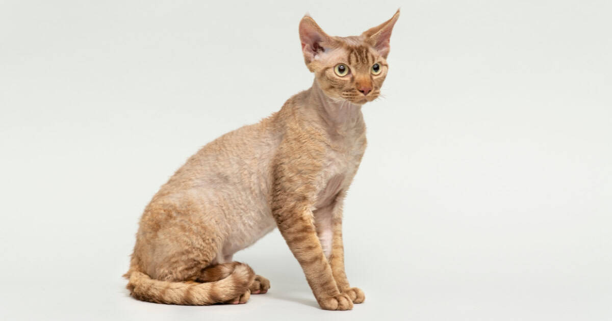 A ginger coloured Devon Rex cat sitting facing the camera.