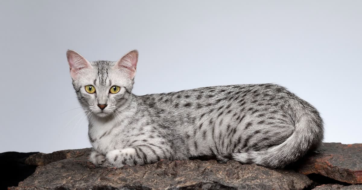 Grey Egyptian Mau cat with a short spotty coat.