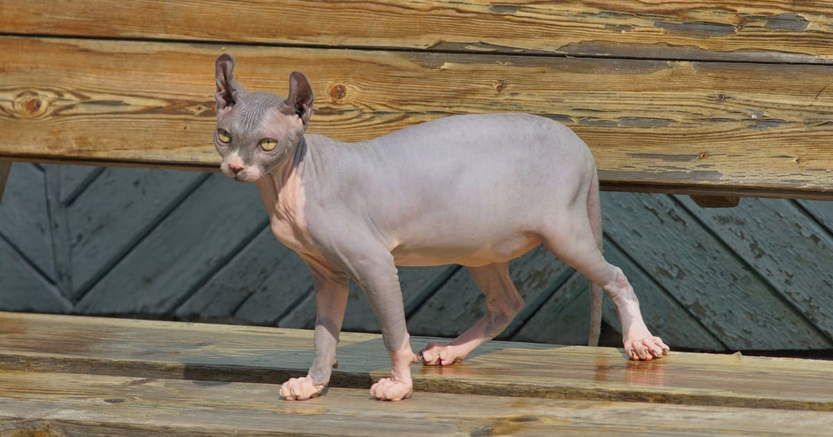 A hairless grey elf cat with pointed curly ears.