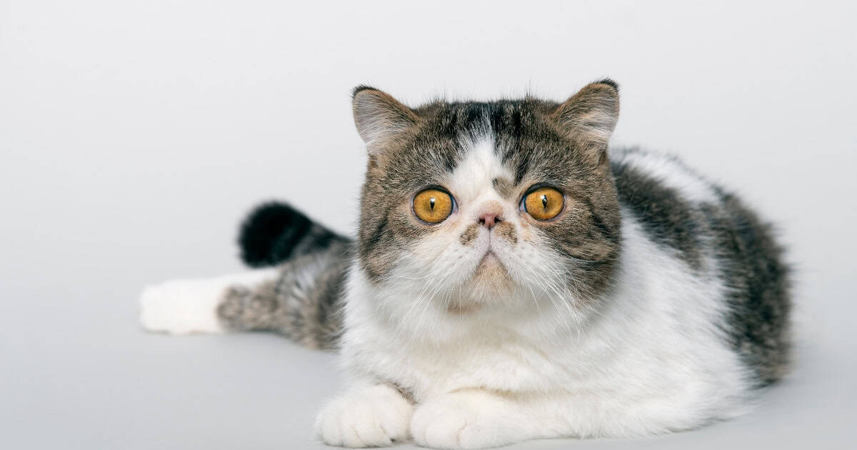 Grey and white exotic shorthair cat breed with round face and large eyes.