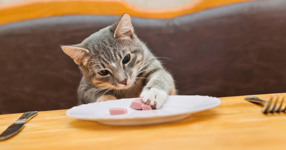 How to Choose Feline Hypoallergenic Treats