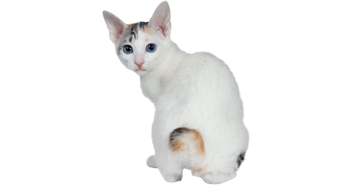 White Japanese Bobtail cat with its back to the camera showing its short tail.