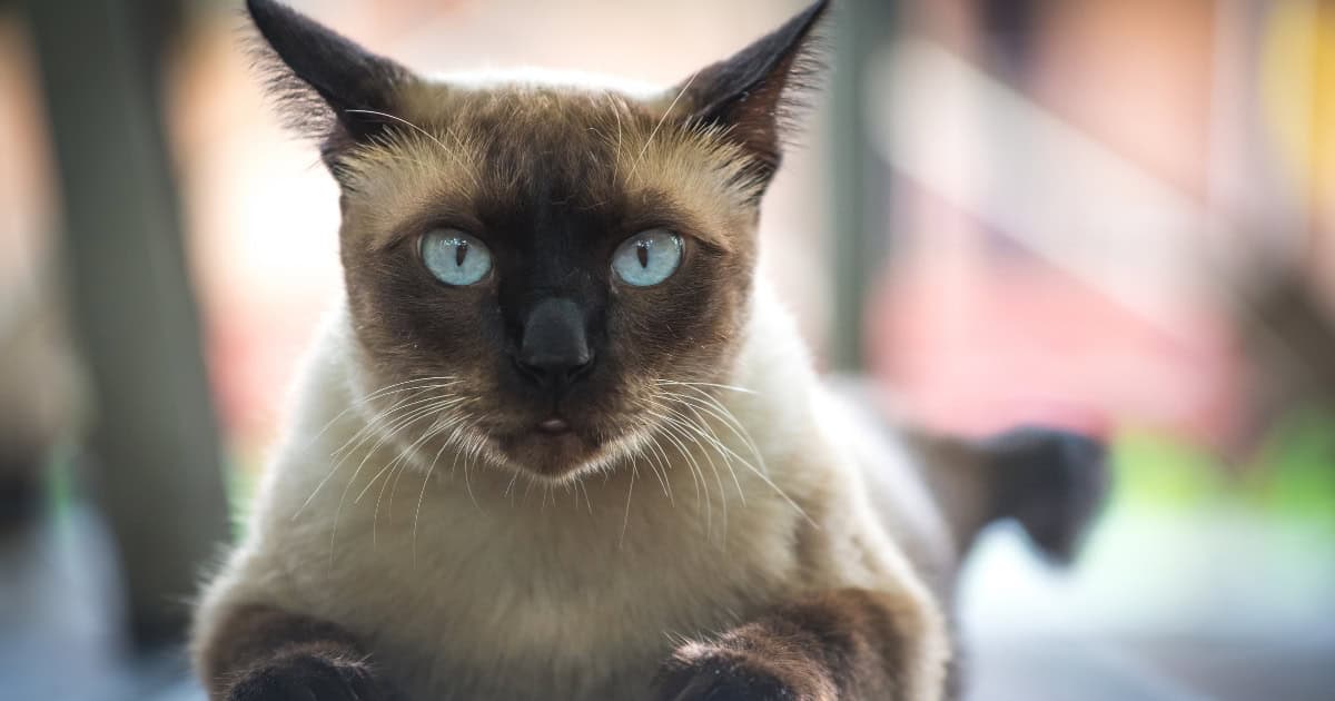 Korat Cat Breed with bright light blue eyes 