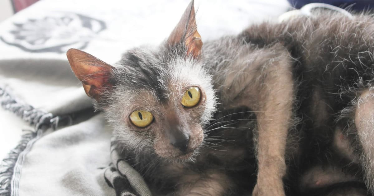 Lykoi werewolf cat with wiry fur.