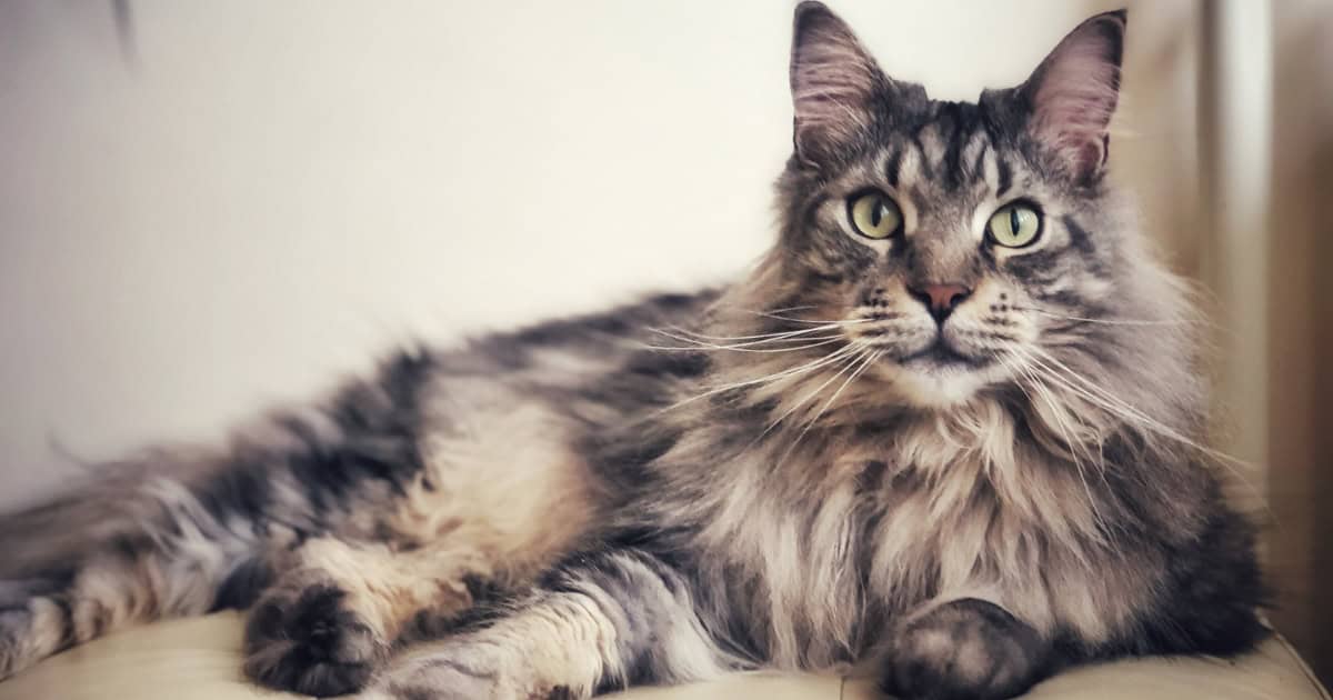 A large fluffy Maine Coon laying chilled looking into the camera.