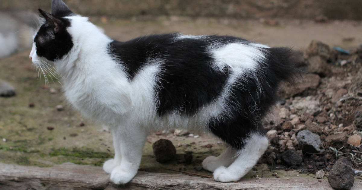 A fluffy black and white Manx cat with no tail.