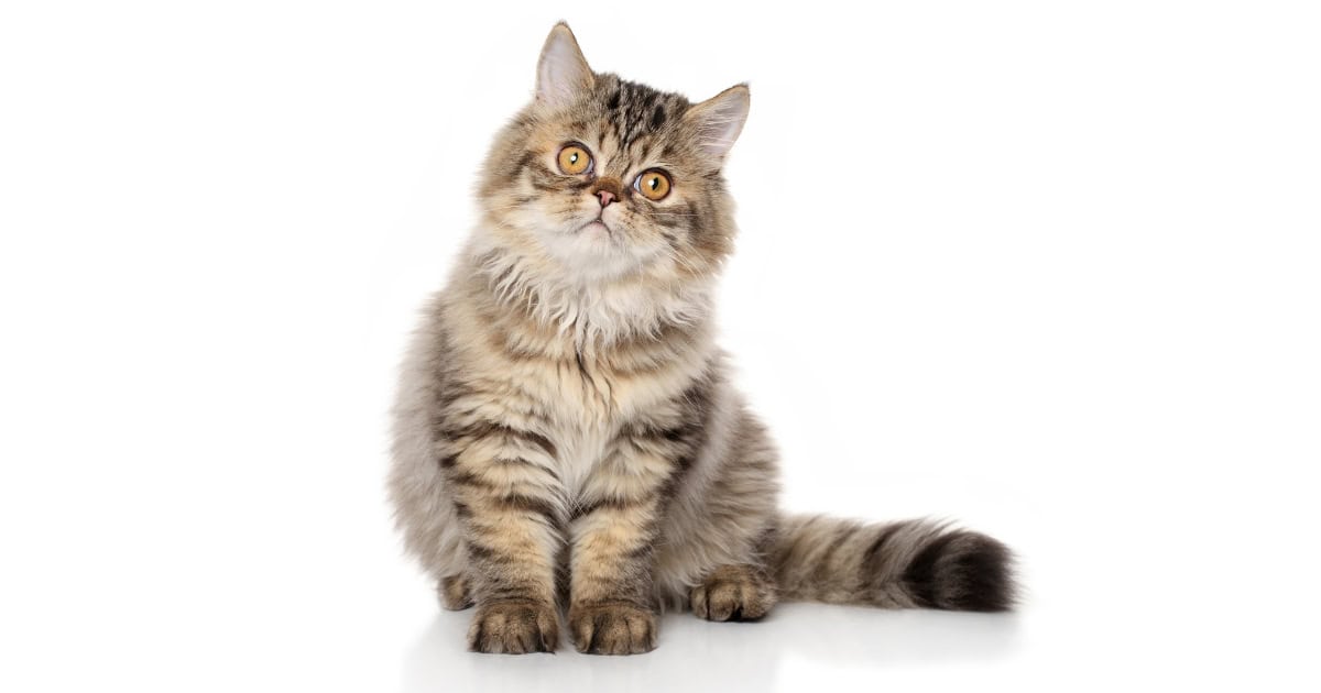 A fluffy striper Persian cat sitting with its head tilted.