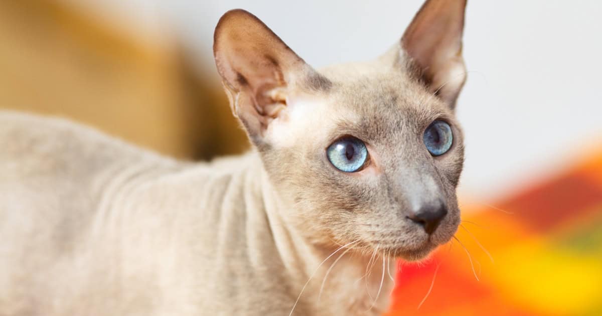 A hairless Peterbald Cat with little fur and big ears.