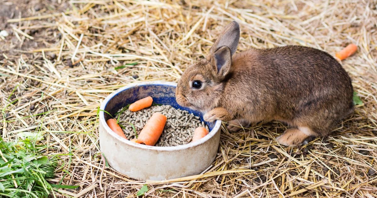 Rabbit eating carrot